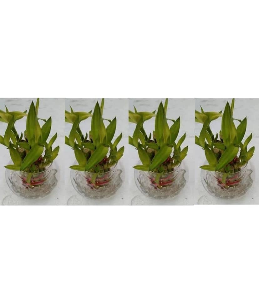 Green plant indoor - Green Wild Artificial Flowers With Pot ( Pack of 4 )