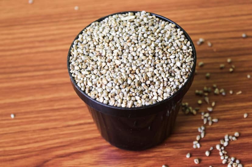Pearl Millet view 2