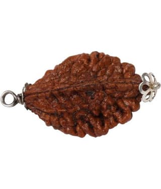 Astrodidi 2 Mukhi Rudraksha Pendant Wth Lab Certificate