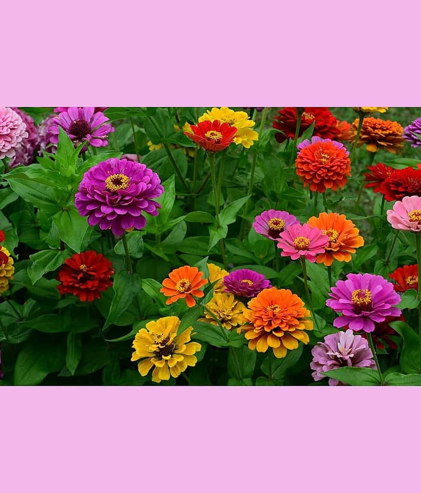 homeagro - Zinnia Mixed Flower ( 20 Seeds )