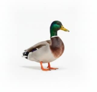 Fresh Duck Meat - 1 kg - One whole duck