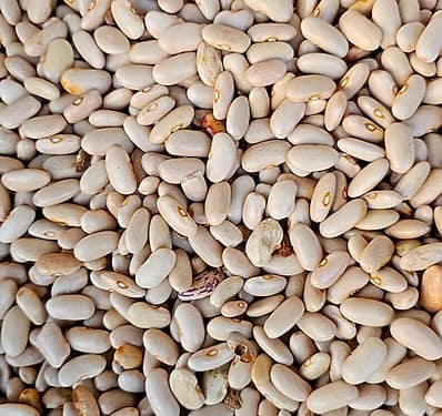 Himalayan White Rajma (Size - 500g) by HETHA