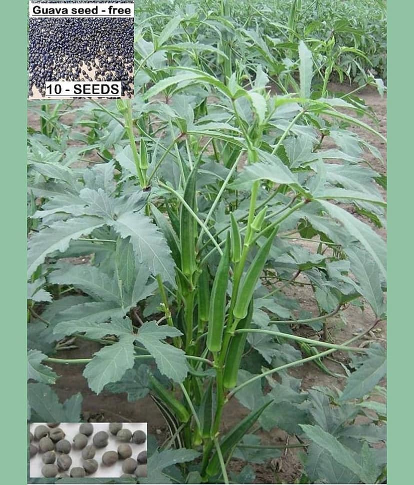 homeagro - Bhindi Vegetable ( 50 Seeds )