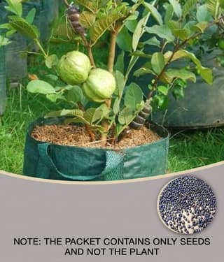 Thailand Guava Seeds Thai Guava Fruit Plant Seeds - 50 seed