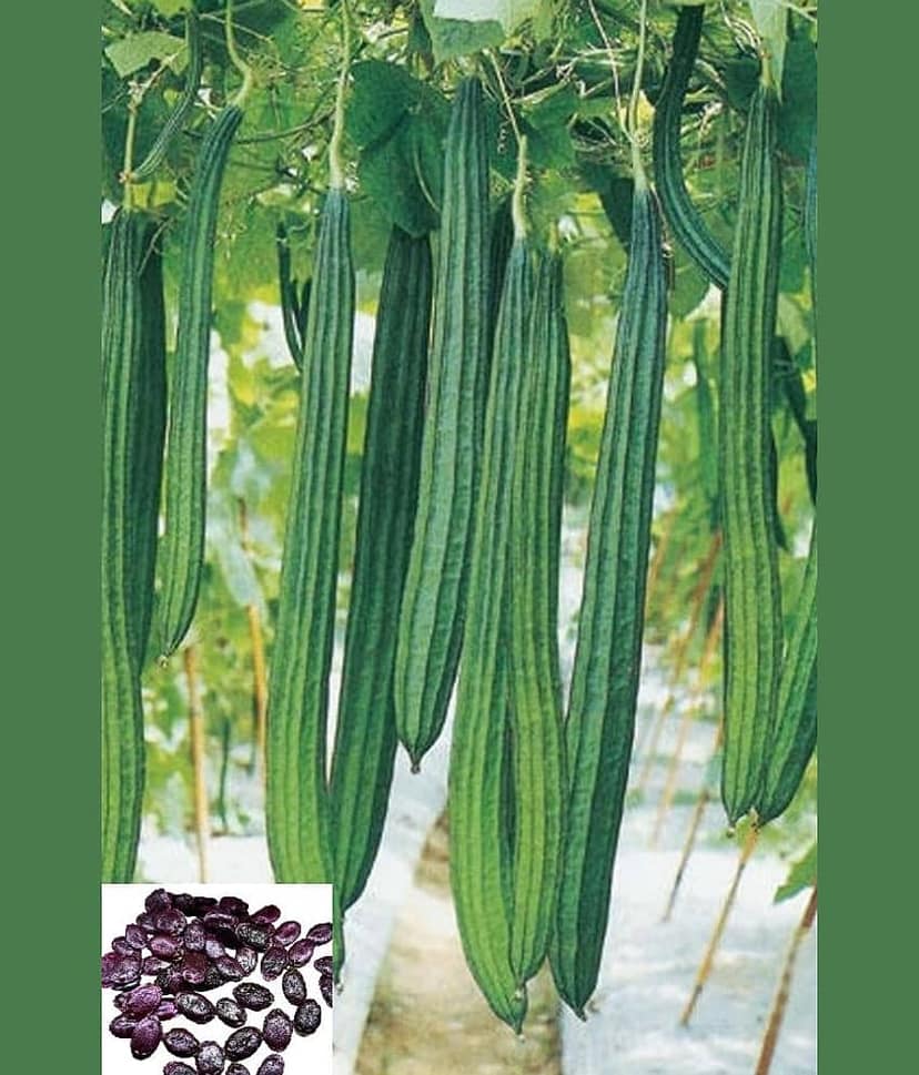 homeagro - Ridge Gourd Vegetable ( 20 Seeds )