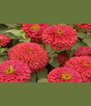 homeagro - Zinnia Flower ( 20 Seeds )