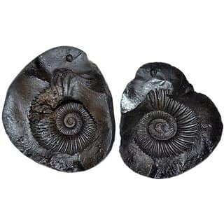 KESAR ZEMS Natural With Energised Laxmi Narayan Shaligram A Holy Stone For worship/ Home, Office Decoration, Color- Blac