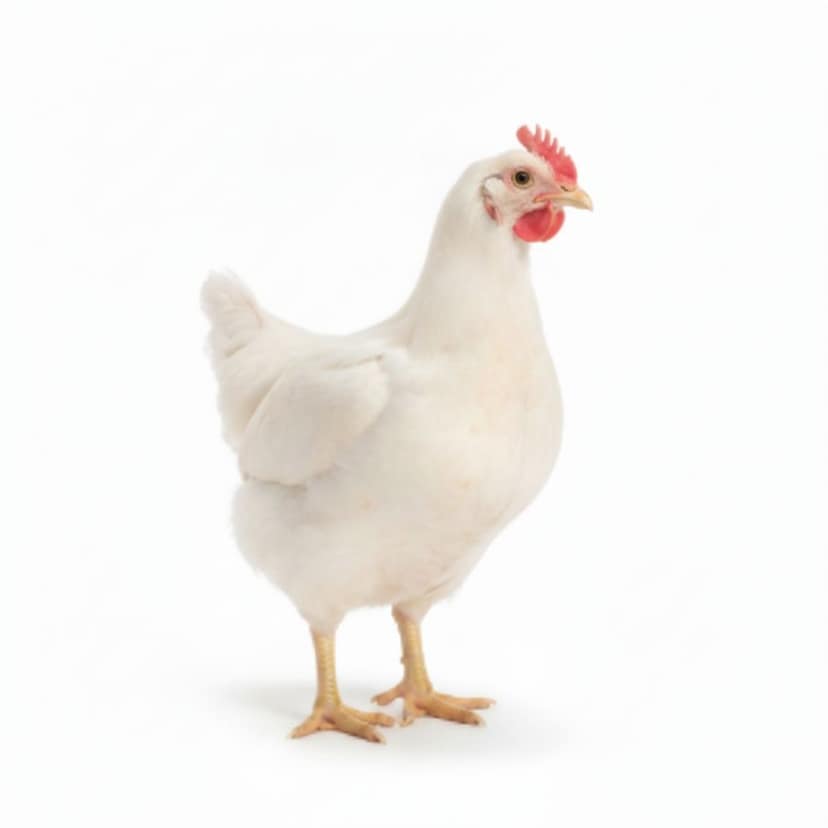 Fresh Chicken - 1 kg - One whole chicken view 3