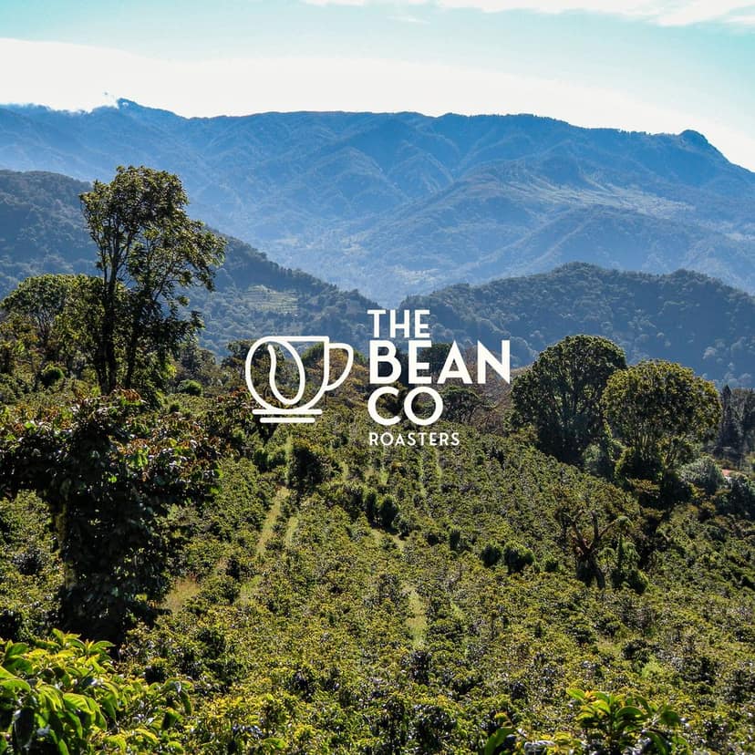 THE BEAN CO Arabica Blend | Medium Roast | Premium Coffee | 100% Arabica | Roasted Coffee Ground (Aeropress, 250 g) view 4