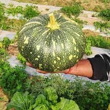 Green Pumpkin