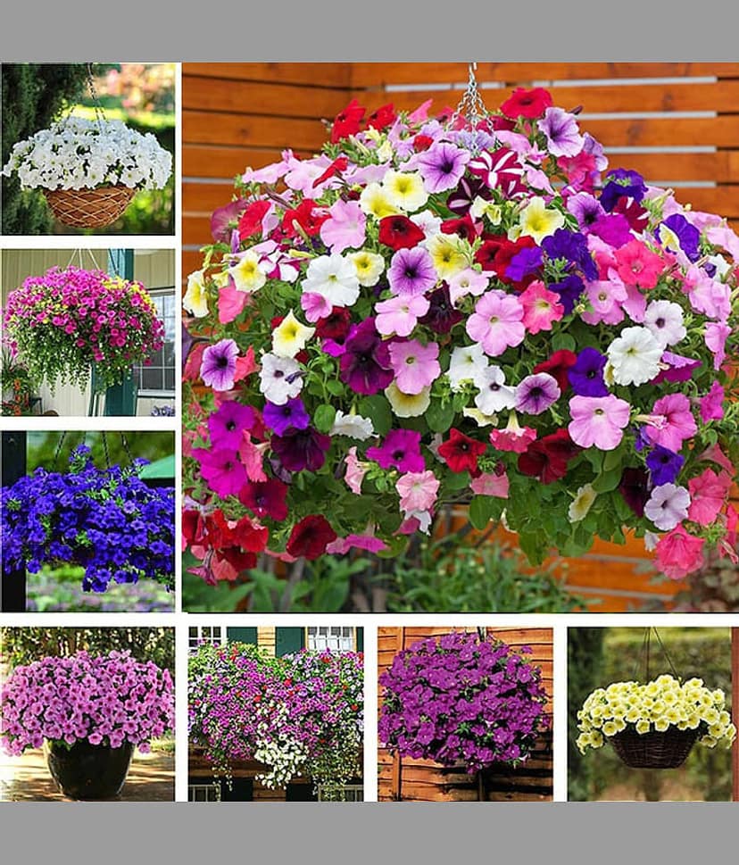 Petunia Mix pack of 50 seeds