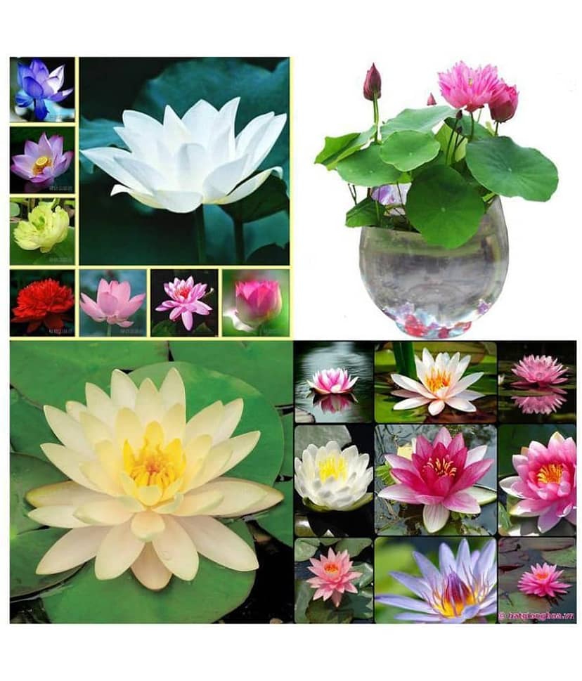 Alkarty Colorful lotus flowers seeds