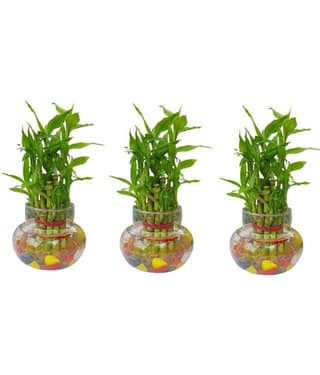 Green plant indoor - Green Wild Artificial Flowers With Pot ( Pack of 3 )