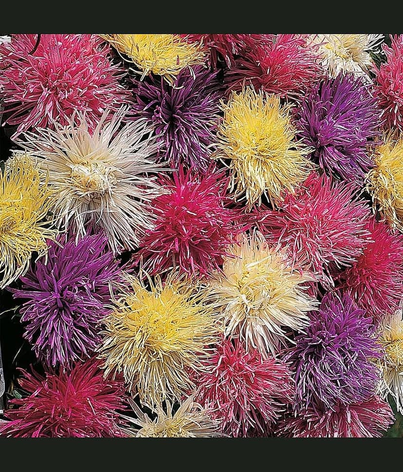 homeagro - Chrysanthemum Flower ( 50 Seeds )