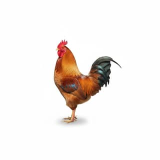 Fresh Whole Chicken - 1 kg - One whole chicken