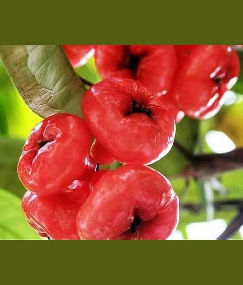 Cloud Farm Outdoor Fruit Plant ( Pack of 1 ) view 2