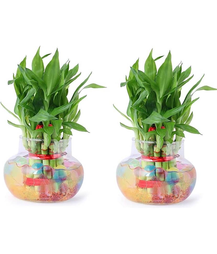 Green plant indoor - Green Wild Artificial Flowers With Pot ( Pack of 2 )