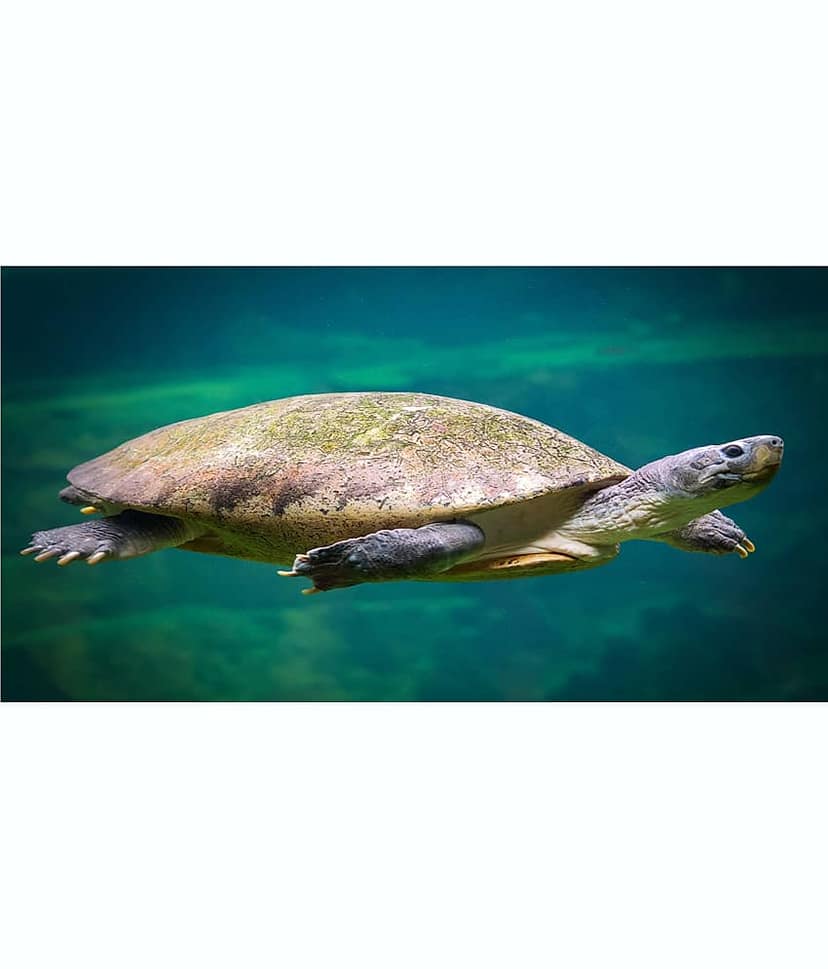 SRD Decor 35Inches Self Adhesive Tortoise Wall Sticker Religious & Inspirational Sticker ( 90 x 45 cms )