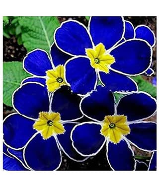 Blue Evening Primrose Flower Seeds