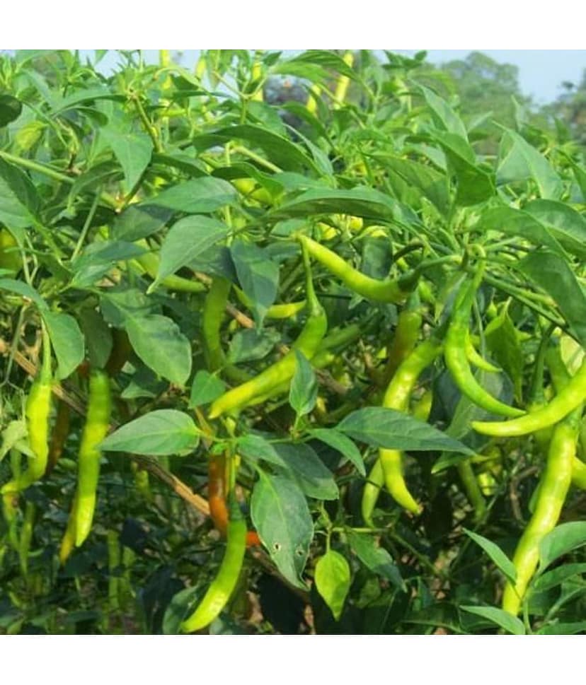 homeagro - Chilli Vegetable ( 50 Seeds )