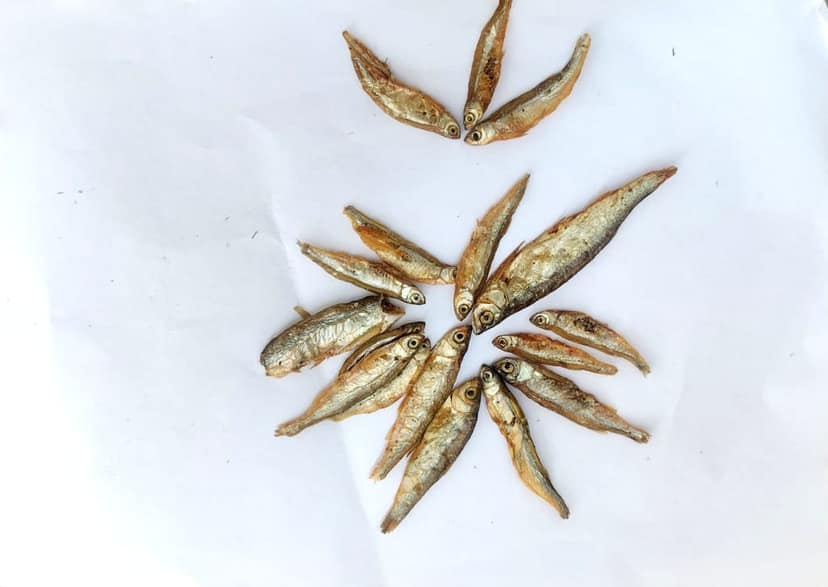 DRY FISH view 2
