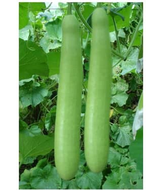 Raunak Seeds Bottle Gourd Hybrid Long 5gm Seeds Seed