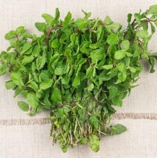 Mentha Raw (500 gm)