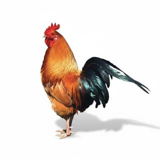 Fresh Whole Chicken - 1 kg - One whole chicken