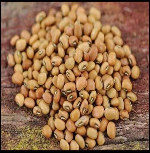 COW PEA view 3
