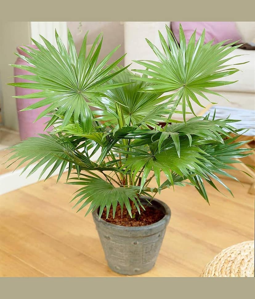 homeagro - Areca palm Plant ( 5 Seeds )