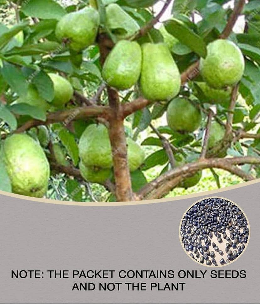 homeagro - Guava Fruit ( 100 Seeds )