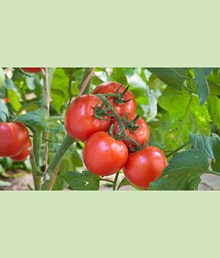 homeagro - Tomato Vegetable ( 100 Seeds )