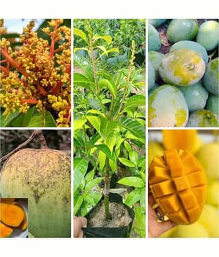 Cloud Farm Outdoor Mango Fruit Plant Pack of 1