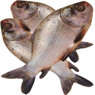 FISH ANDHRA - 900 kg