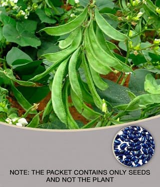 Flat grean beans pack of 30 seeds