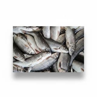 Fresh Raw Fish - 50 kg - One bulk pack
