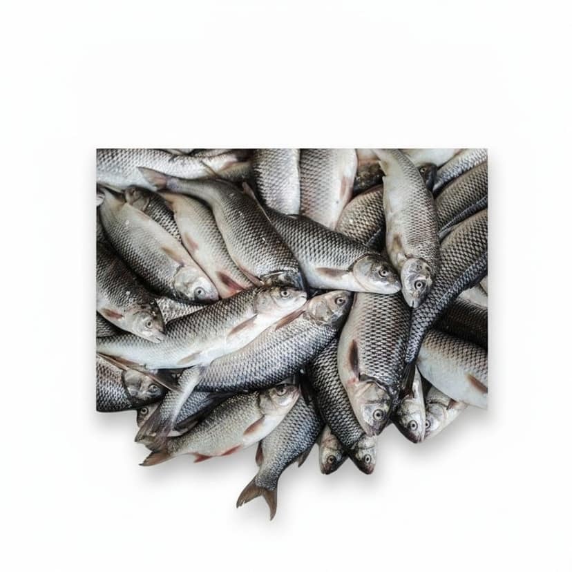 Fresh Raw Fish - 50 kg - One bulk pack view 2
