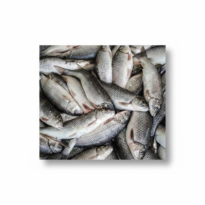 Fresh Raw Fish - 50 kg - One bulk pack view 4