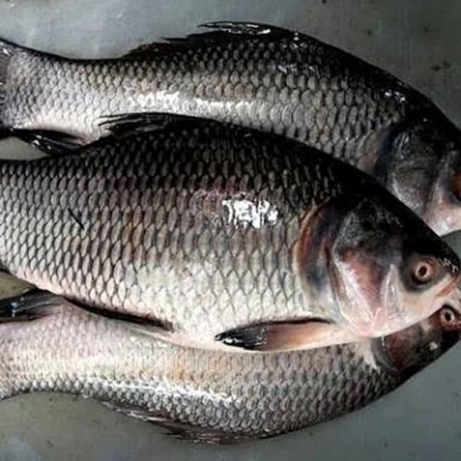 CATLA - 1 kg view 2