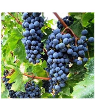 homeagro - Black Grape Fruit ( 20 Seeds )
