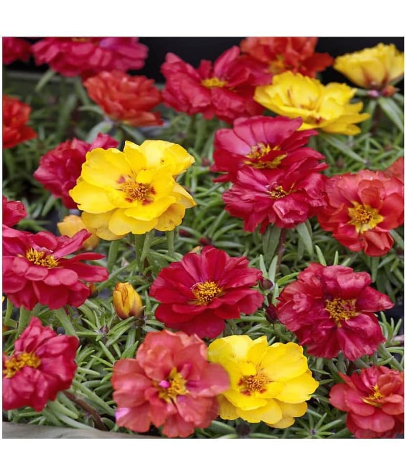 Portulaca mixed flower seeds( 50 seeds) view 2