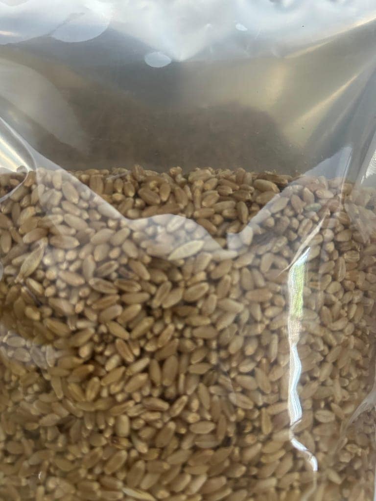 Wheat grains - 1Kg view 3