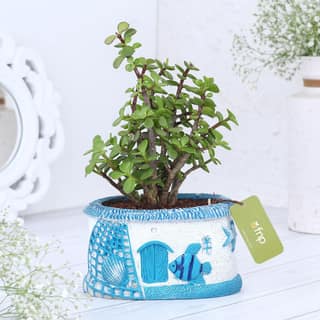 Jade Radiance In Sea House Planter