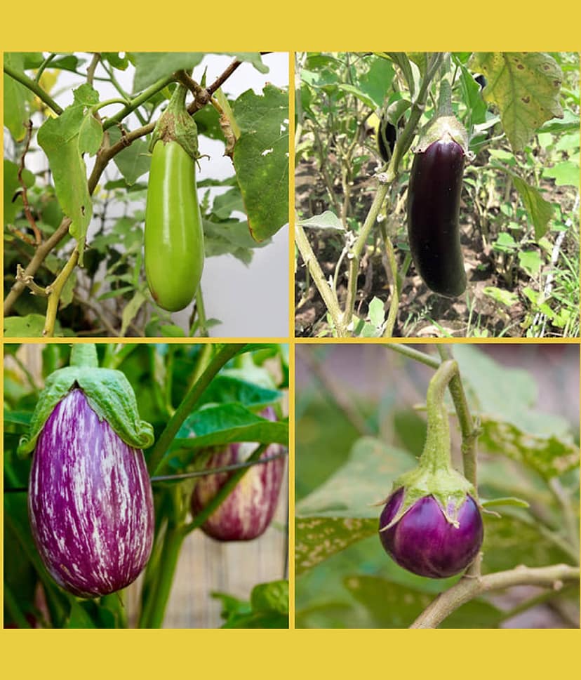 homeagro - Brinjal Vegetable ( 100 Seeds )
