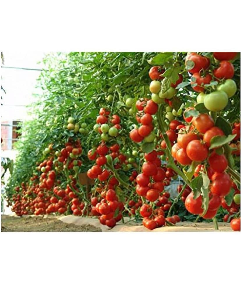 F1 Hybrid Tomato Seeds , high yielding variety, For All Season pack of 250 seeds view 2