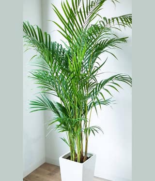 homeagro - Areca palm Plant ( 5 Seeds )