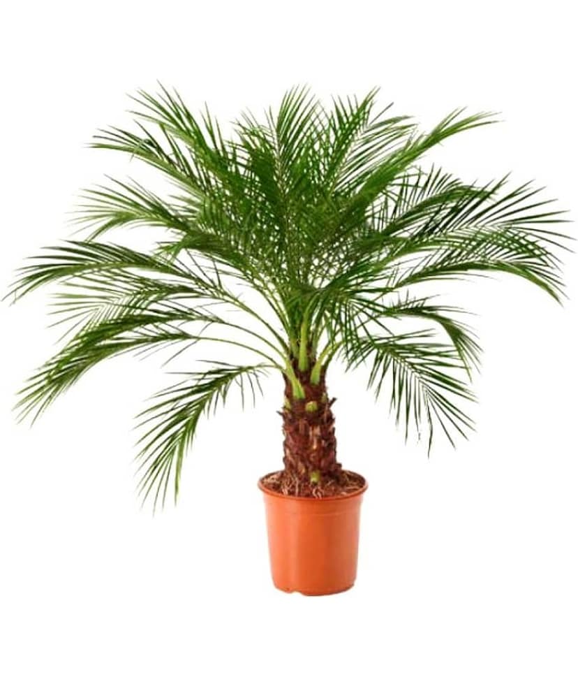 Areca Palm Air Purification Indoor Tree Tree Seeds ( PACK OF 5 SEEDS )