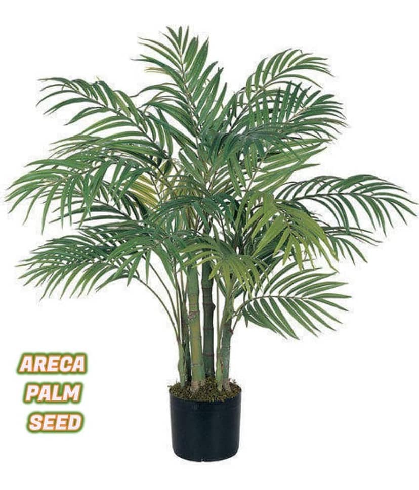 Areca palm plant seed ( 5 seed ) for home gardeing use indoor and outdoor with cocoopeat free with user manual.