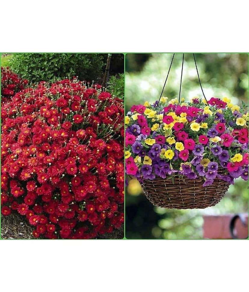 sky star agro Seeds Combo - Chrysanthemum Mix Flower ( 50 seed ) and Dahlia Mixed Flower ( 25 Seeds )