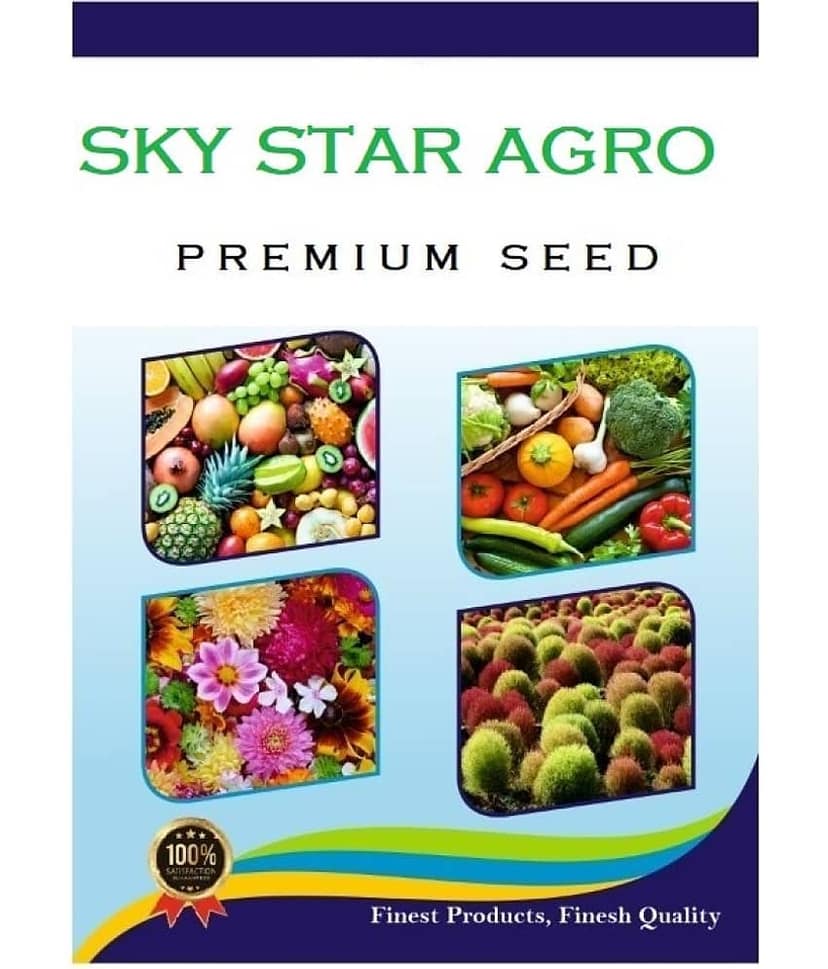 sky star agro Seeds Combo - Chrysanthemum Mix Flower ( 50 seed ) and Dahlia Mixed Flower ( 25 Seeds ) view 2